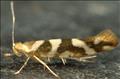 0411 (20.012) Argyresthia goedartella